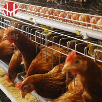 Nuevo Sistema Profesional de Jaulas para Aves de Corral YiFeng, Jaulas para Gallinas Ponedoras Tipo A, Alambre de Acero de Bajo Contenido de Carbono, Modelo YF-A120/YF-A160 para Tailandia