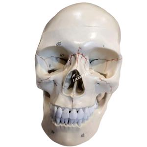 Modèle d'anatomie du <span class=keywords><strong>crâne</strong></span> <span class=keywords><strong>humain</strong></span> <span class=keywords><strong>3D</strong></span> outil d'enseignement des sciences médicales pour adultes - Product Image 3