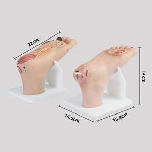 Alat Bantu Pengajaran Manekin Kaki <span class=keywords><strong>Diabetes</strong></span> Pencegah - Model Gejala Ringan (PVC) untuk Pendidikan Pengasuh & Perawat - Product Image 2