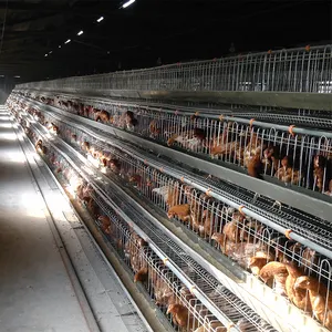 High quality A-type galvanized laying chicken cage For South Africa Poultry Chicken Farm