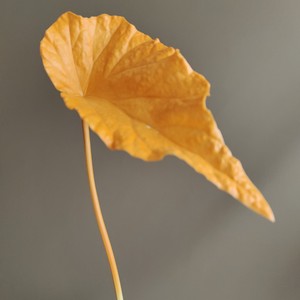 Hojas <span class=keywords><strong>de</strong></span> <span class=keywords><strong>Colocasia</strong></span> Teñidas y Texturizadas al por Mayor, en Naranja y Negro, para Decoración <span class=keywords><strong>de</strong></span> Habitaciones con Estilo Minimalista en Jarrones - Product Image 4