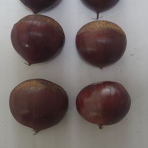 Castañas Frescas Directamente de la Granja, Estándar de Exportación, Cosecha de Nueva Temporada para Supermercados, Minoristas e Importadores, Cadena de Frío, Grado A - Product Image 3