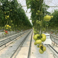 Structure commerciale de serre à travée multiple avec système hydroponique à vendre
