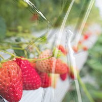 Serre multi-travées en film plastique de 200 microns à vendre – Film de serre pour légumes, idéal pour les tomates