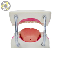 Matériel de formation pour les dents, soins dentaires, soins médicaux, modèle pour la brossage des dents