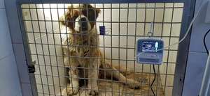 Bomba de infusão analisador dispositivo com soro aquecedor IV Solução Aquecedor encharcar bomba infusão solução veterinário equipamentos - Product Image 4