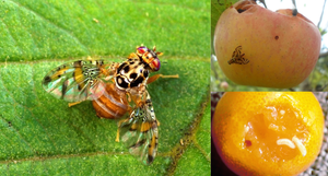 Trampa de Feromonas Trimedlure para Ceratitis Capitata |   Control de la <span class=keywords><strong>Mosca</strong></span> del Mediterráneo en los Cítricos |   Mayorista Perú - Product Image 2