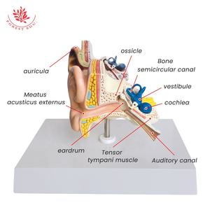 Modèle d'anatomie de modèle d'oreille humaine ultra réaliste petit et exquis recours d'enseignement - Product Image 4