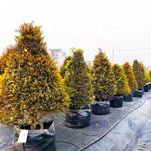 HOKBG vente en gros <span class=keywords><strong>pas</strong></span> <span class=keywords><strong>cher</strong></span> prix sac de culture pour <span class=keywords><strong>jardinière</strong></span> robuste Sacs de jardinage tissés avec poignées-Grobag, growbag - Product Image 2