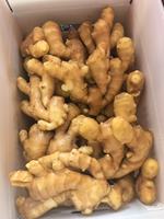 Gingembre frais de nouvelle saison à bas prix, gingembre chinois de haute qualité, approvisionnement en vrac