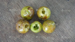 CL-I tự động mận lõi loại bỏ Cherry corer Olive lõi Mai Đá loại bỏ Cherry pitter máy - Product Image 6