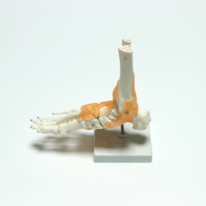 Modelo de Anatomía de articulación de pie <span class=keywords><strong>humano</strong></span> de tamaño real, modelo de articulación de <span class=keywords><strong>tobillo</strong></span> con ligamentos - Product Image 3