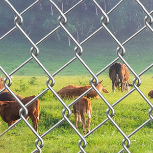 아연 도금 공장 제조업체 6ft 8ft 50x5 0mm 하이 퀄리티 와이어 메쉬 체인 링크 울타리 패널 - Product Image 4