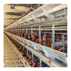 Voor Senegal Automatische Gevogelte Apparatuur Kip Ei Landbouw Kippenboerderij Apparatuur Prijs - Product Image 1