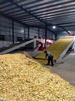 Machine de séchage des épices au gingembre de 20 tonnes de capacité, contrôle PLC, ligne de production de gingembre séché