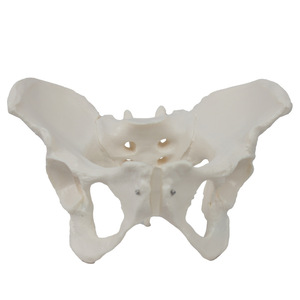 Modèle pelvien féminin personnalisé, structure anatomique des organes pelviens et du squelette, modèle de simulation d'enseignement du squelette féminin - Product Image 4