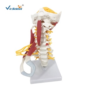 Modèle anatomique de la colonne vertébrale cervicale avec nerfs et artères, <span class=keywords><strong>squelette</strong></span> de la colonne vertébrale - Product Image 1