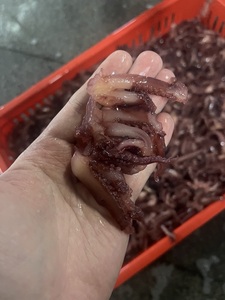 Tentáculos de <span class=keywords><strong>pulpo</strong></span> bebé de tamaño pequeño Tentáculos de <span class=keywords><strong>pulpo</strong></span> congelados - Product Image 4