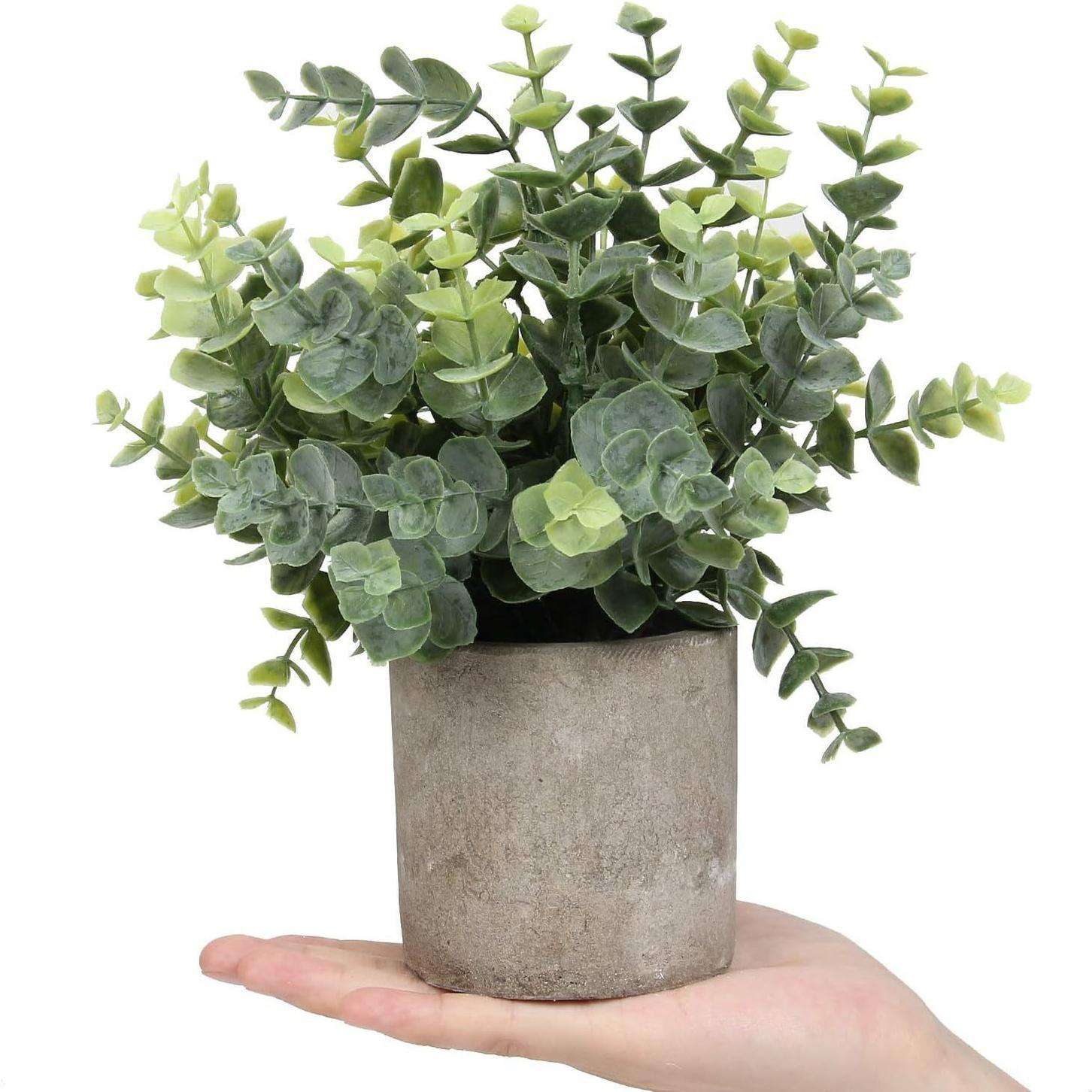 ต้นยูคาลิปตัสกำมะหยี่ในกระถาง