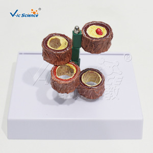 Modèle vasculaire à quatre segments ; Aide pédagogique pour l'enseignement de l'anatomie vasculaire humaine ; Modèle pédagogique et de formation pour les écoles de médecine et d'infirmières. - Product Image 1