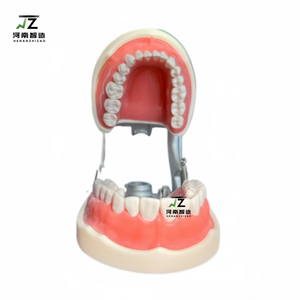 32 pz modelli Typodont studio dentistico con Kilgore staccabile denti modelli per l'insegnamento all'ingrosso modelli dentali - Product Image 2