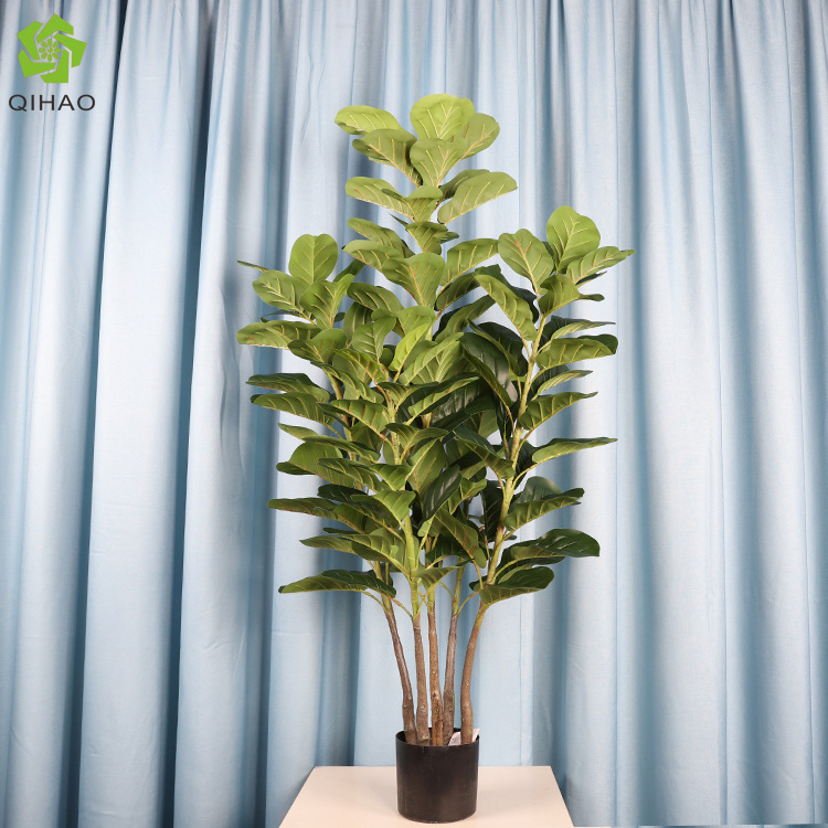 ต้นไทรใบใหญ่ 5 ก้าน สูง 1.5 เมตร