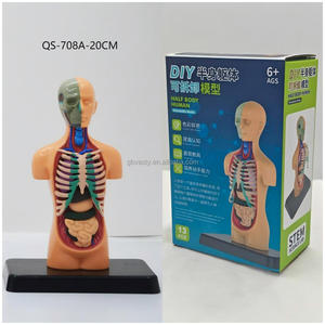 सर्वश्रेष्ठ मूल्य 20 सेमी आधा शरीर नॉकआउट मानव शरीर संरचना - Product Image 2