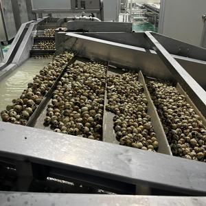 <span class=keywords><strong>Chine</strong></span> Oeufs <span class=keywords><strong>de</strong></span> <span class=keywords><strong>caille</strong></span> en conserve Sinofarm Supply Exportation - Product Image 4