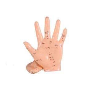 Modelo de Mão para Acupuntura Chinesa 13cm Modelo de Ponto de Acupuntura do Corpo Humano - Product Image 1