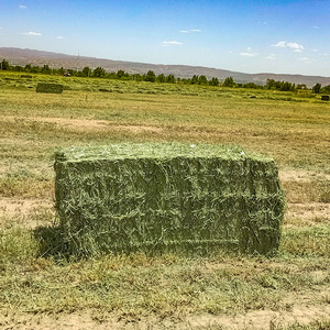Pellets de Heno de Alfalfa para Ganado, Ovejas, Caballos, Conejos, Ciervos y Más, Tamaño Personalizado, Promueve la Nutrición, Aditivo Alimentario - Product Image 1