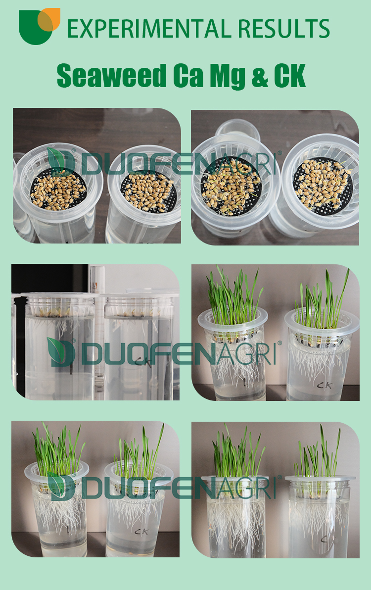 Wholesale Liquid Chelated Calcium Mg B Zn Foliar Fertilizer image 3