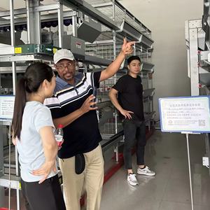 Équipement de collecte <span class=keywords><strong>d</strong></span>'œufs automatique à haute efficacité pour système de cages en batterie pour poules pondeuses avec convoyeur <span class=keywords><strong>d</strong></span>'œufs motorisé - Product Image 3