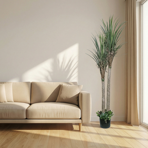<b>Artificial</b> Dracaena Marginata Plant Indoor Decorative Potted Plant Premium Home Office Hotel Lobby Event Greenery Display Plant - Product Image 2