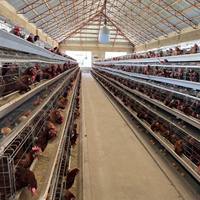 Cage à animaux multi-niveaux en fil métallique en forme de A avec mangeoires et abreuvoirs