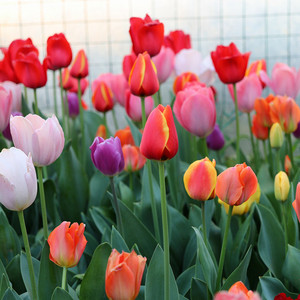 Bulbes de tulipes cultivés localement - Plantes fleurissantes <span class=keywords><strong>vivaces</strong></span> résistantes au froid (-5°C) faciles à faire pousser en intérieur/extérieur pour culture hydroponique - Product Image 4