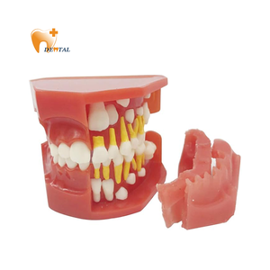 Modelo de demostración de desarrollo de dientes dentales manuales para enseñanza médica, instrumento quirúrgico de dentición de desarrollo gráfico - Product Image 1