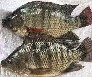 Venda quente gutted e tilapia escalada peixe