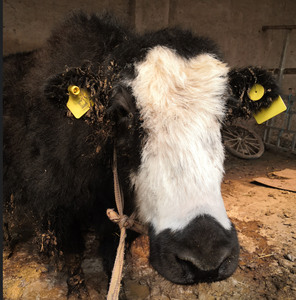 가축 추적 농장 관리 동물 태그 솔루션에 대한 134.2kHz LF <span class=keywords><strong>RFID</strong></span> 귀 태그 - Product Image 5