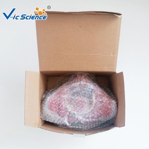 Modèle anatomique pédagogique biomédical : Modèle avancé des accessoires pelviens féminins, des organes génitaux et des nerfs vasculaires - Product Image 4