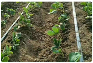 Tuyau d'irrigation plat OEM personnalisé de 16 mm en rouleau, anti-colmatage, pour <span class=keywords><strong>système</strong></span> d'<span class=keywords><strong>arrosage</strong></span> <span class=keywords><strong>goutte</strong></span> <span class=keywords><strong>à</strong></span> <span class=keywords><strong>goutte</strong></span> agricole, vente en gros d'usine - Product Image 5