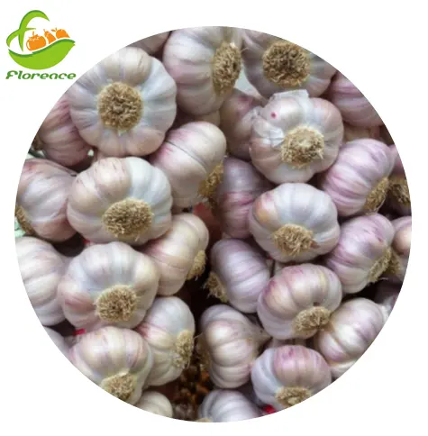 2021 New Crop China Garlic Supplier