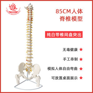 Modèle de colonne vertébrale pour l'explication et la démonstration de la pharmacologie : modèle de colonne vertébrale humaine en PVC naturellement flexible de 85 cm, disponible en différentes tailles. - Product Image 3