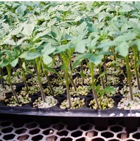 Plateau de semis en plastique à 28/50/72/128 alvéoles de 150 mm de profondeur pour la canne à sucre et les arbres - Offre Spéciale