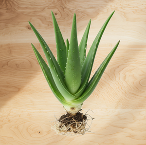 Maximum Strength TW Aloe PDRN 1000ppm Plant <b>Extract</b> Cosmetic Raw Material Aloe Barbadensis Leaf <b>Extract</b> With Polynucleotide - Product Image 1