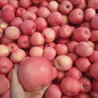 Pommes FUJI fraîches en gros, fruits rouges sucrés, pommes rouges