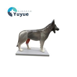 Modelo de Anatomía Canina - Especímen Muscular y Esquelético <span class=keywords><strong>Canino</strong></span> Grande para Enseñanza Veterinaria y Estudio de Ciencias Animales - Product Image 1