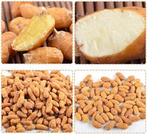Yüksek kaliteli kurutulmuş Cyperus Esculentus Var. Sativus Boeckeler ampuller sarı Nutsedge kökleri satılık - Product Image 2