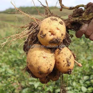 Batatas Dulces Amarillas Frescas 2025 - Marca JUFU FOOD 150g 8cm de Largo Cosecha Reciente Almacenamiento Refrigerado Shandong China - Product Image 2