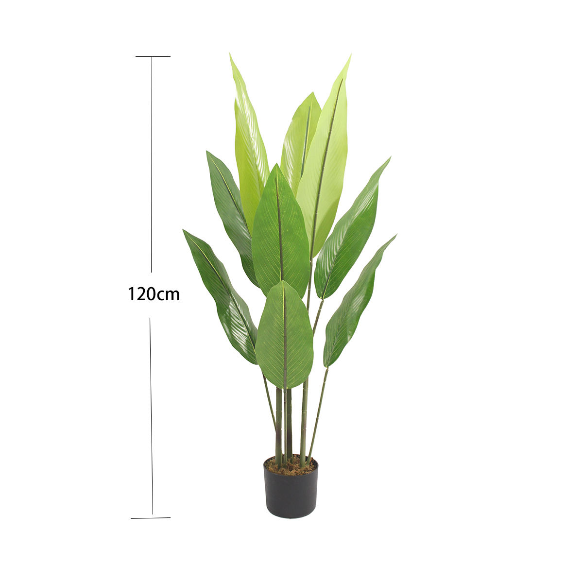 สีเขียว