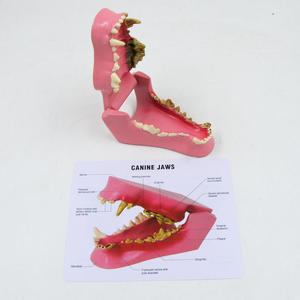 Modelo de Dientes de Perro Médico con Certificación CE, Modelo Anatómico de Dientes Caninos para Animales, Modelo de Comparación para Hospitales Veterinarios - Product Image 2